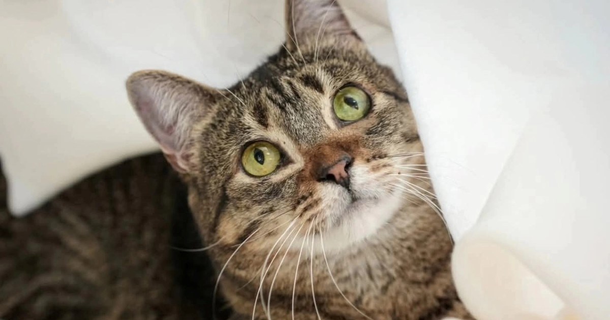 Olivera je bila udomljena pa vraćena, sada ova predivna mačka traži novi dom