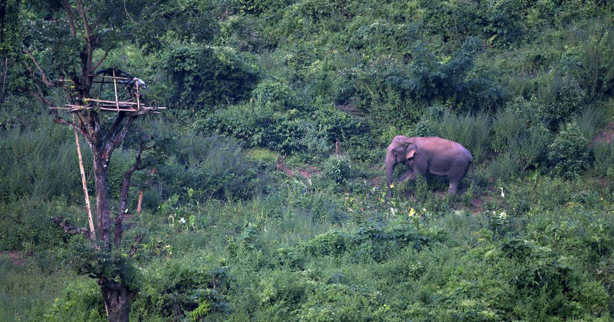 Slon u Indiji usmrtio 20 ljudi u devet dana