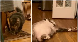 Vlasnik ga napustio: Debeli mačak traži obitelj koja će mu pomoći smršavjeti