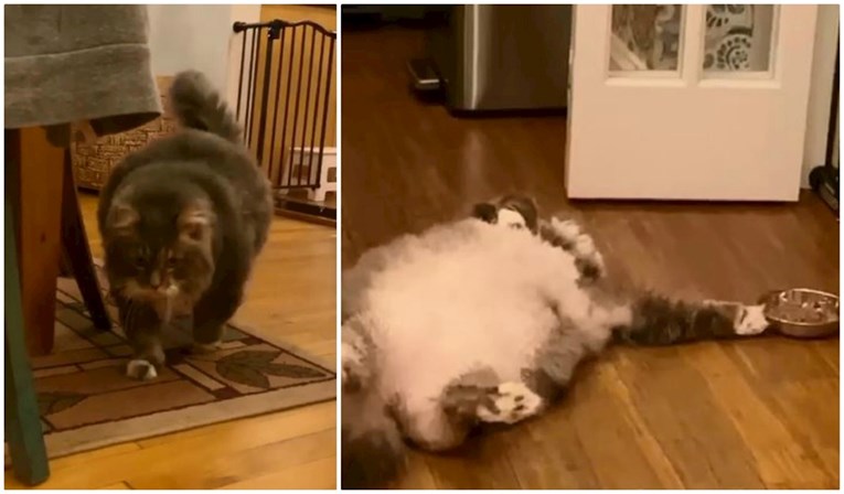 Vlasnik ga napustio: Debeli mačak traži obitelj koja će mu pomoći smršavjeti