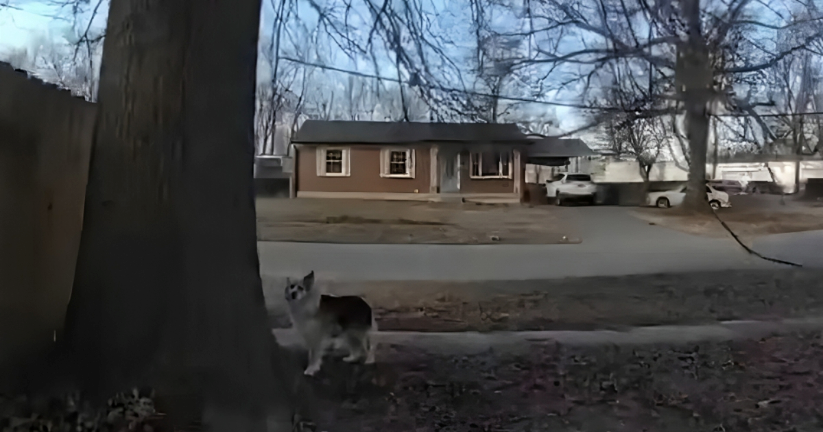 Pas heroj: Lavežom odveo policiju do nestalog trogodišnjaka