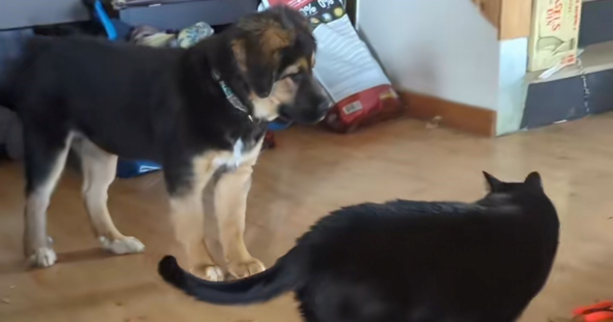 Dovoljan je samo pogled: Mačak "istrenirao" psa da sjedne kada ga pogleda