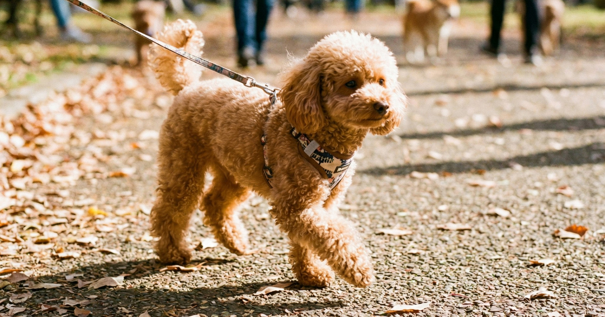 Ostavila psa na šišanju, kad ga je pokupila, imala je što vidjeti: "Imat ću traume"