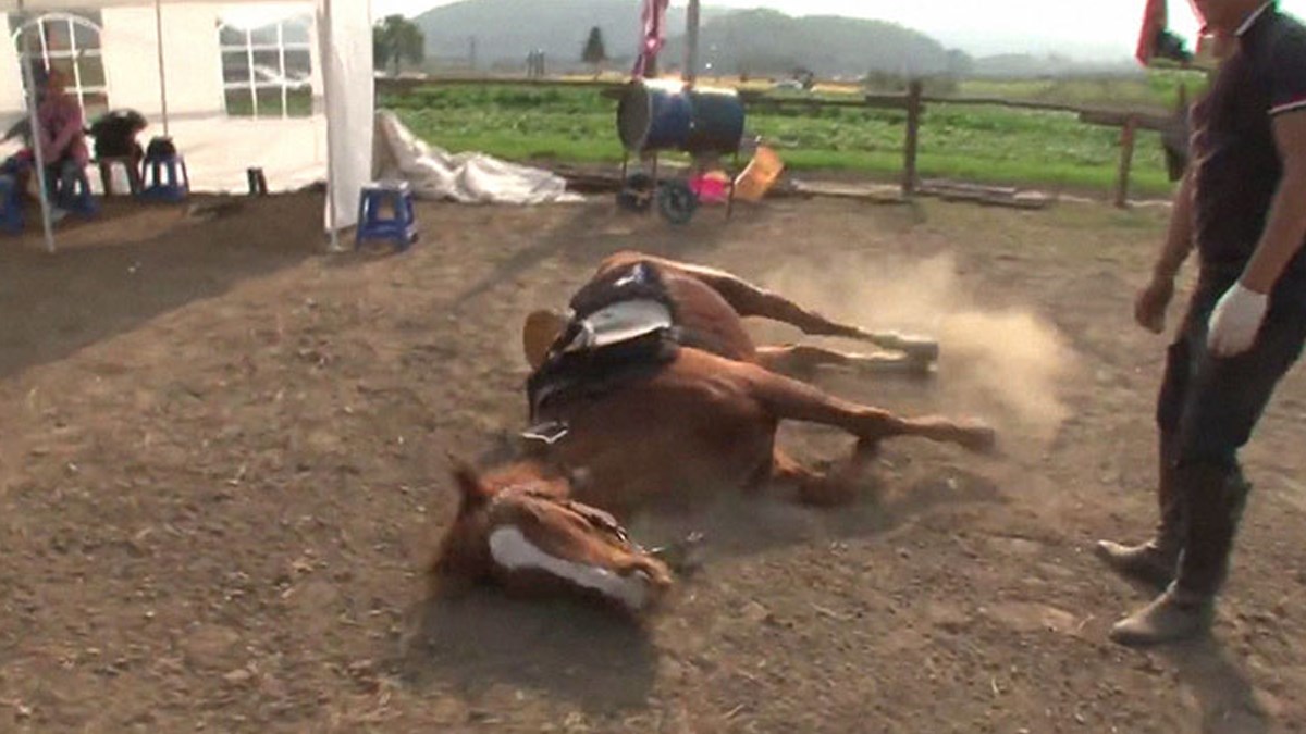 Ovaj konj se pravi mrtav kad god ga netko želi jahati