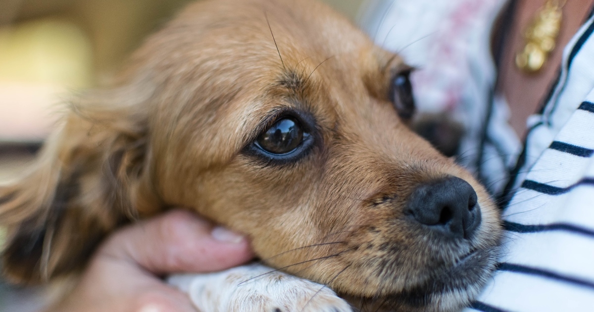 Veterinari o posljedicama dočeka Nove godine: Imali smo više propucanih pacijenata