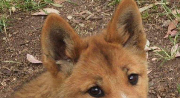 U vrtu našla slatkog psića, kad ga je odvela veterinaru pokazalo se da nije pas