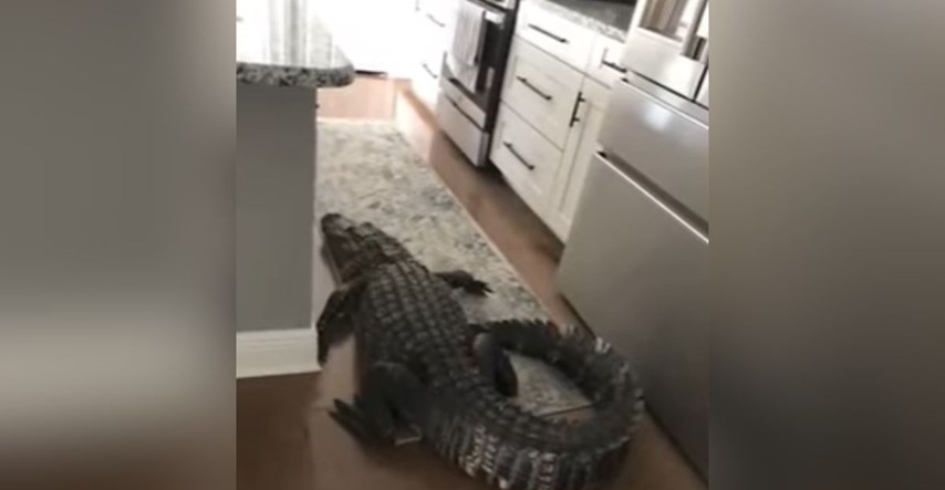 Ženi na Floridi se u kući pojavio aligator od 2 i pol metra: "Zalutao je s jezera"