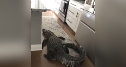 Ženi na Floridi se u kući pojavio aligator od 2 i pol metra: "Zalutao je s jezera"