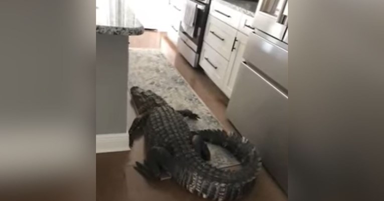 Žena na Floridi zatekla aligatora od 2 i pol metra u kući: "Nekako je zalutao"