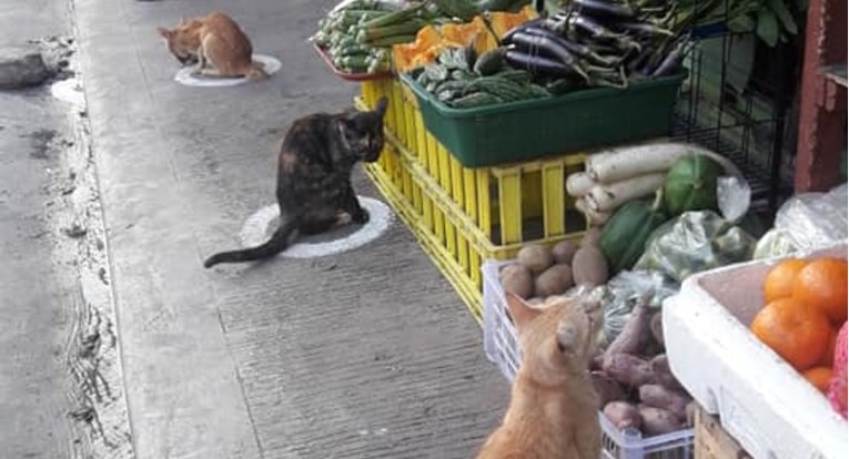 Ove mačke poštuju društvenu distancu bolje nego većina ljudi