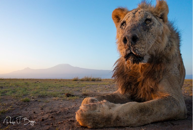 U Keniji ubijen lav za kojeg se vjeruje da je najstariji na svijetu