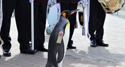Kraljevski pingvin je promoviran u generala bojnika norveške vojske