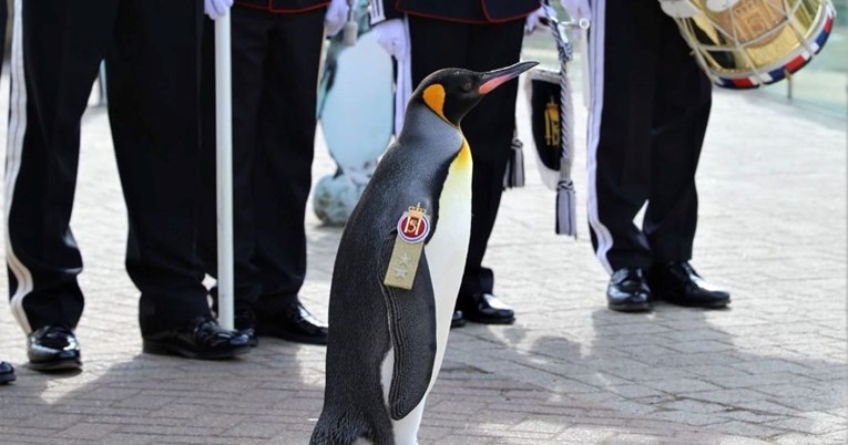 Kraljevski pingvin je promoviran u generala bojnika norveške vojske
