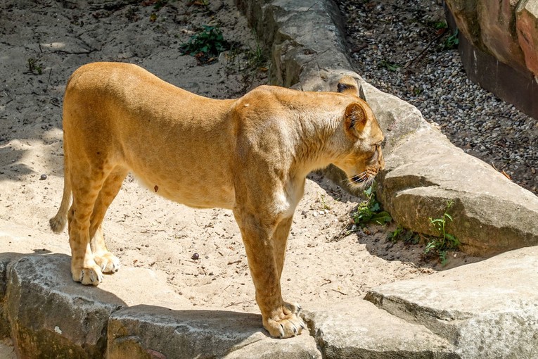 Ekstremne vrućine u Japanu. U tokijskom ZOO-u uginule tri lavice