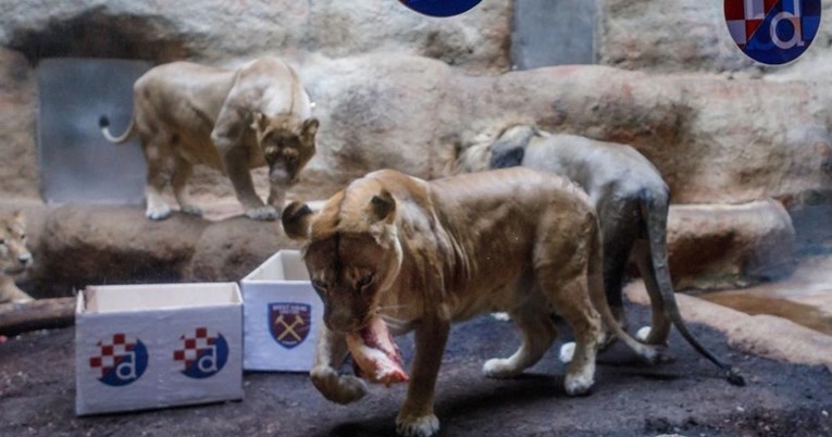 Maksimirski lavovi odabrali pobjednika večerašnje utakmice