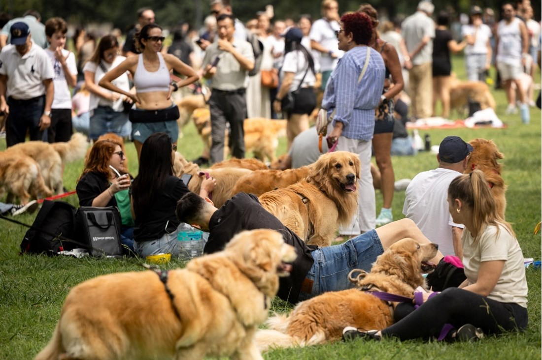 Zlatni retriveri srušili rekord, prizor je raznježio internet