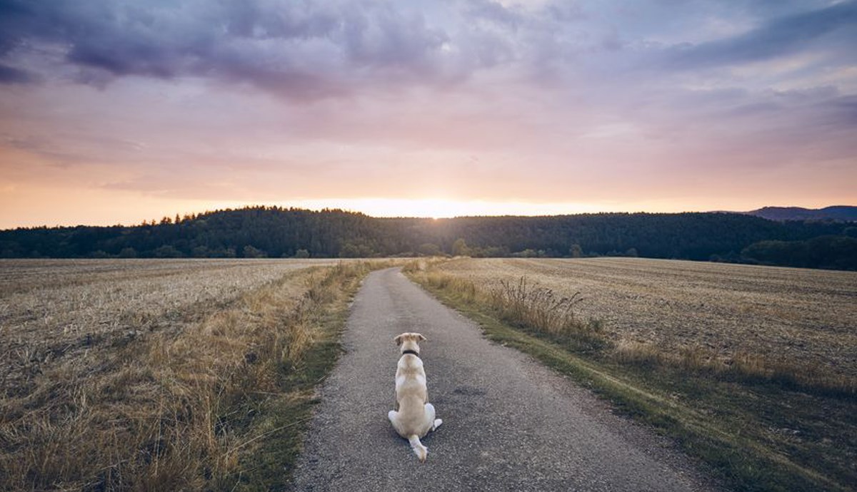 Udruge: Ne napuštajte kućne ljubimce zbog koronavirusa