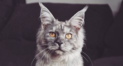 10 Maine Coon mačaka koje ne želite propustiti na Instagramu