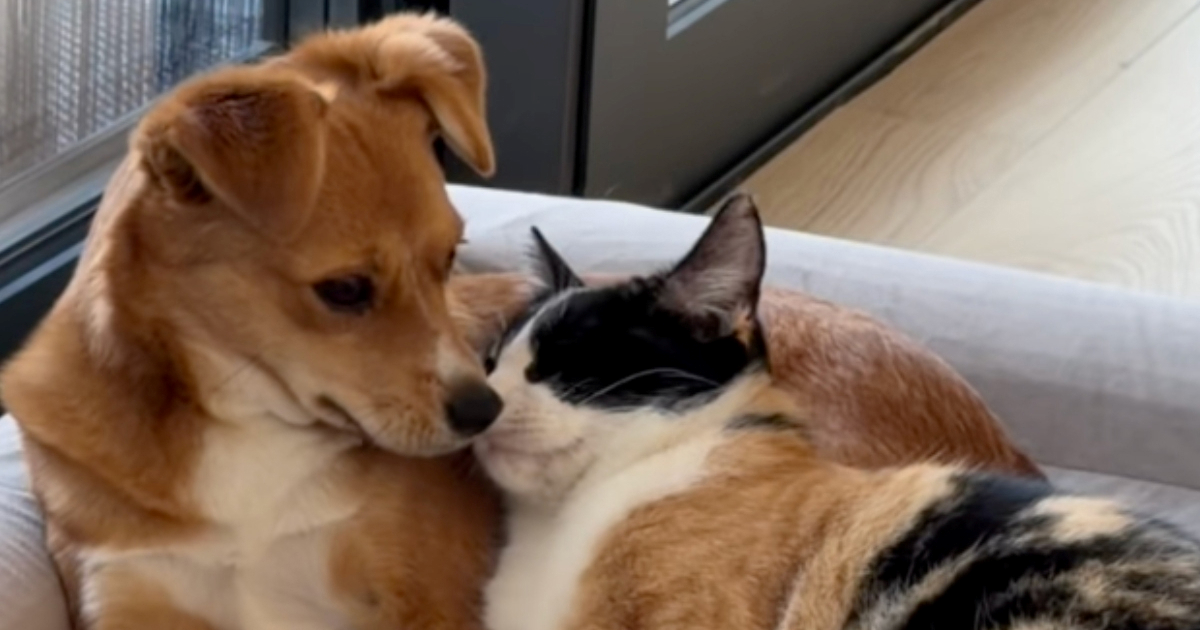 Mačka odabrala svoje sigurno mjesto, a od prizora bi vam mogle zasuziti oči