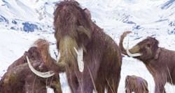 Novo istraživanje: Vunasti mamuti nisu izumrli zbog nagle promjene klime