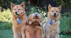 Pas Kiko postao je zvijezda zbog nevjerojatnih poza na obiteljskim fotkama