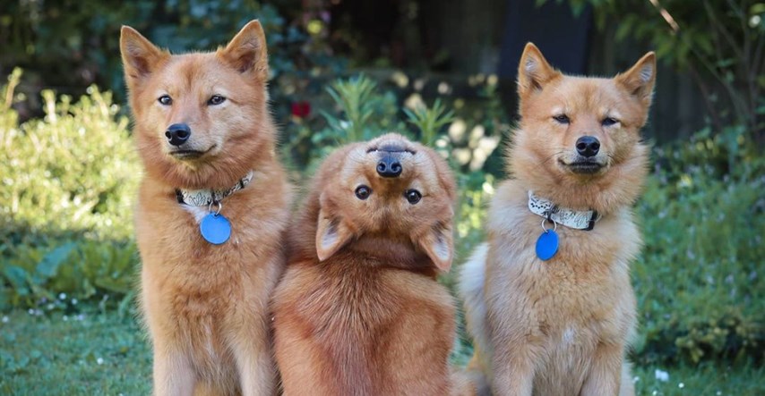 Pas Kiko postao je zvijezda zbog nevjerojatnih poza na obiteljskim fotkama