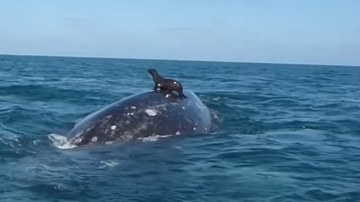 Ovaj prizor će vas ostaviti bez daha! Tuljan prosurfao ne leđima kita