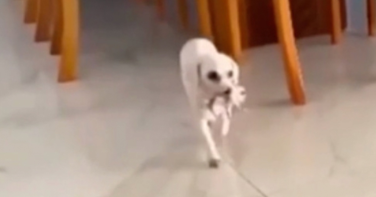 Kad je vlasnik vidio što mu pas nosi u ustima, odmah je uzeo mobitel i snimio prizor