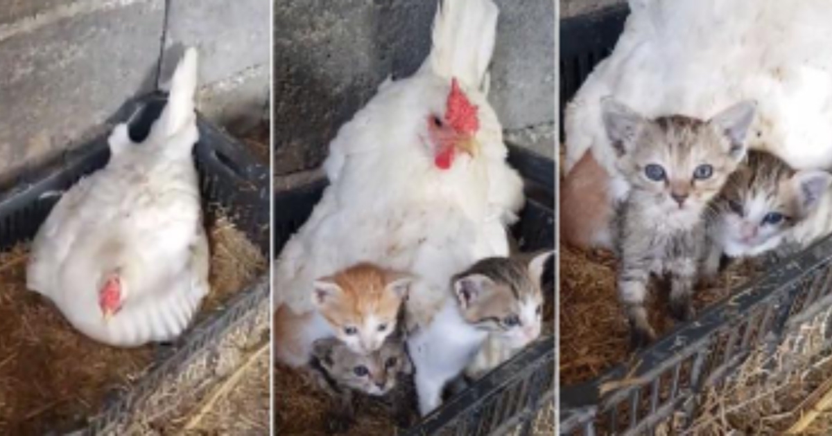 Farmer čuo da iz kokošinjca dopire mijaukanje. Njegova kokoš je udomila tri mačića