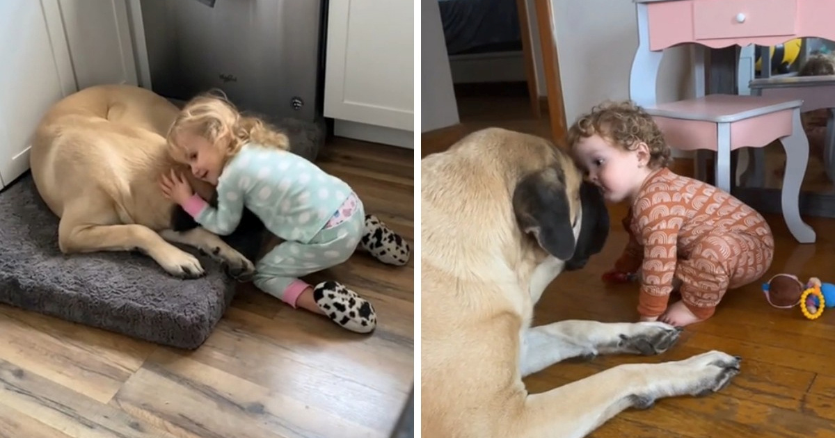 Obitelj udomila psa koji se bojao djece, njihov rizik se isplatio