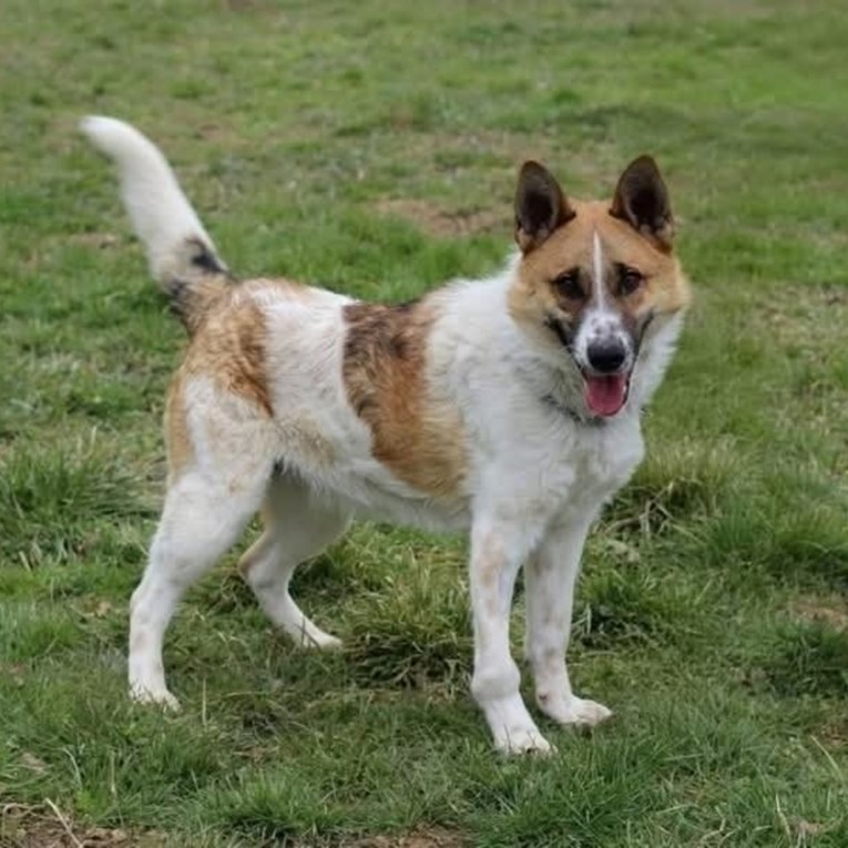 Šareni šarmer Barni traži dom pun ljubavi, pomozimo mu