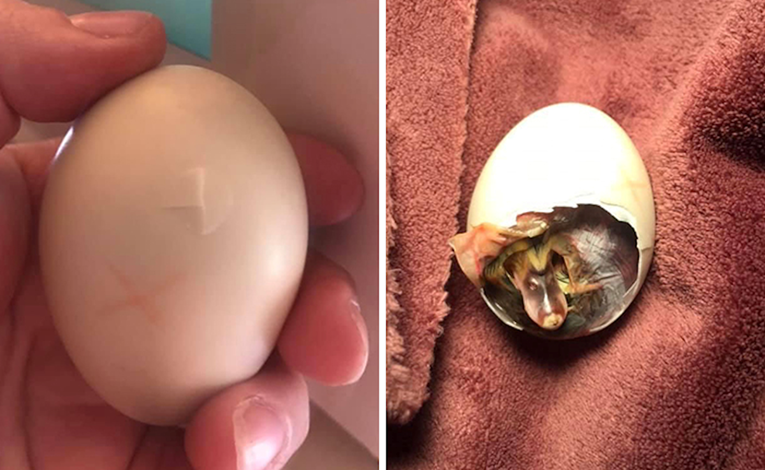 Pronašla je puknuto pačje jaje, spasila ga je noseći ga u grudnjaku 35 dana