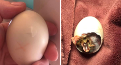 Pronašla je puknuto pačje jaje, spasila ga je noseći ga u grudnjaku 35 dana