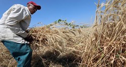Porastao uvoz pšenice u Egiptu