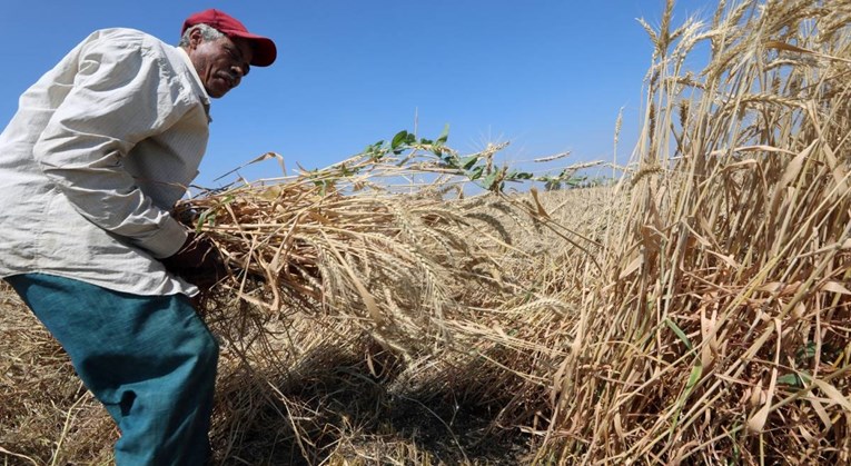 Pala cijena pšenice, Egipat povećao uvoz