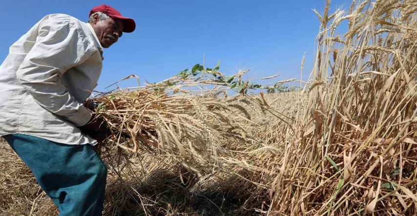Porastao uvoz pšenice u Egiptu