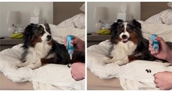 35 mil. pregleda: Video psa koji nestrpljivo čeka da mu vlasnica opere zube je hit