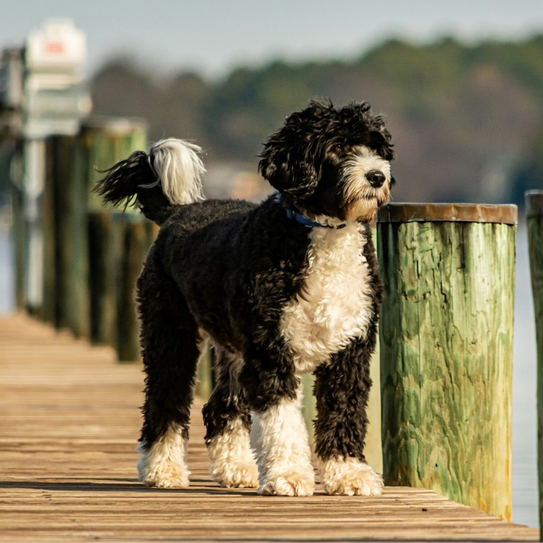 Tri pasmine pasa koje obožavaju vodu - i svaki izlet pretvaraju u kupanje