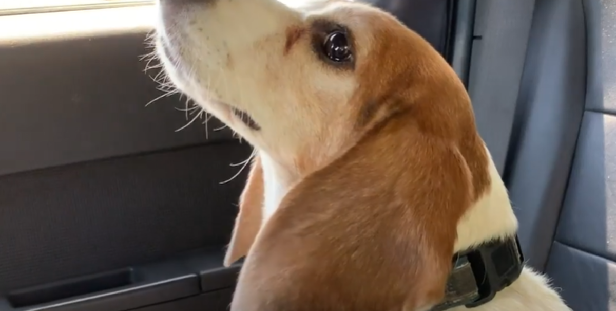 Cijeli je život provela u kavezu, njezina reakcija na slobodu sve govori