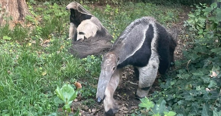 Mravojedica Ariel dobila je društvo. U zagrebački ZOO uselio se mužjak iz Češke