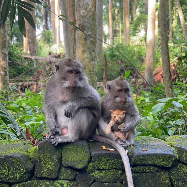 Dirljiv prizor ili opasnost? Majmun se brine o napuštenom mačiću