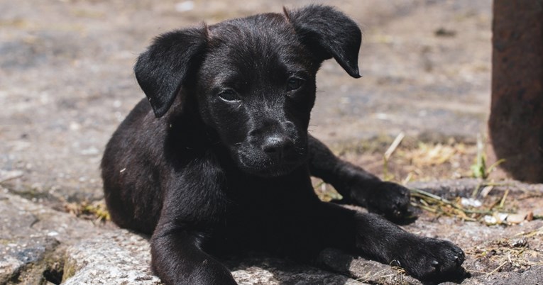 Osam razloga zbog kojih trebate udomiti crnog psa