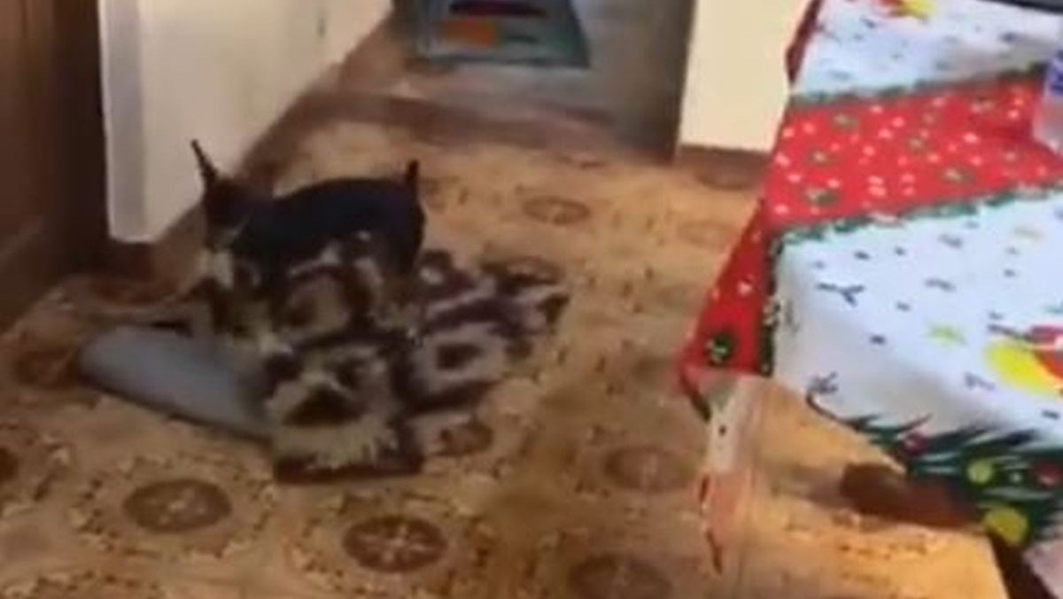 Pas snimljen kako pomiče tepihe da bi nepokretna baka mogla lakše proći u kolicima