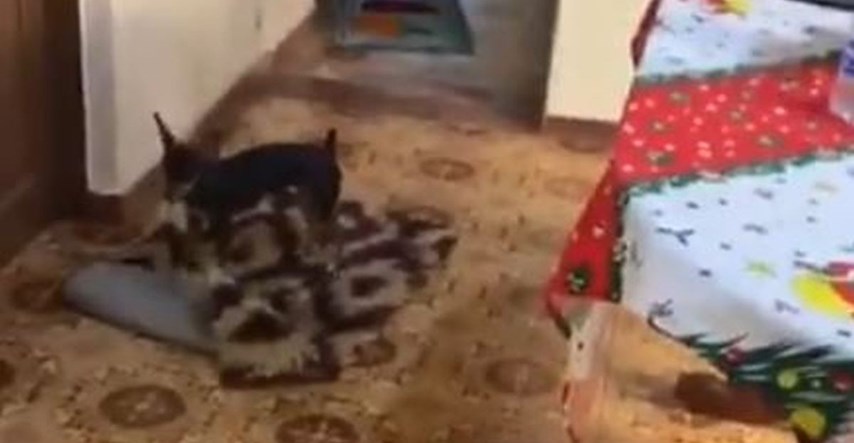 Pas snimljen kako pomiče tepihe da bi nepokretna baka mogla lakše proći u kolicima