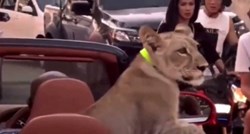 VIDEO U Tajlandu u autu vozio ljubimca lava. Uhićena vlasnica
