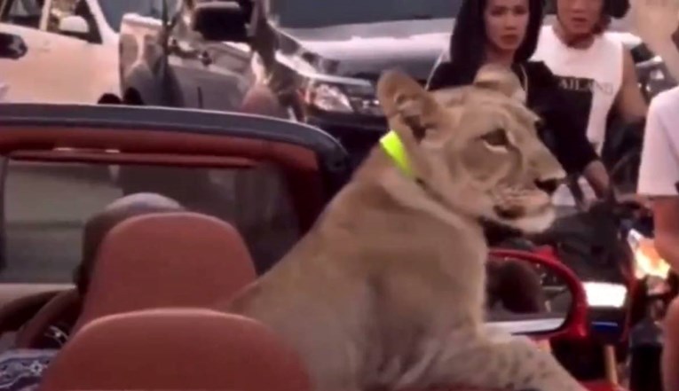 VIDEO Po ulicama Tajlanda vozio mladunče lava. Uhićena vlasnica životinje 