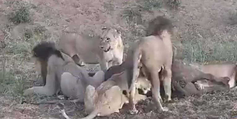 Čopor lavova ulovio golemog bizona, ali onda je došlo do neočekivanog preokreta