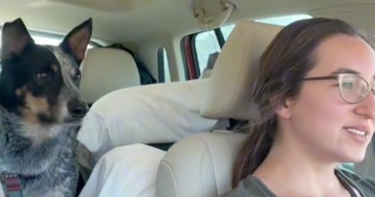 Psić nakon 20 sati putovanja doznao kamo ide pa se raspametio od sreće