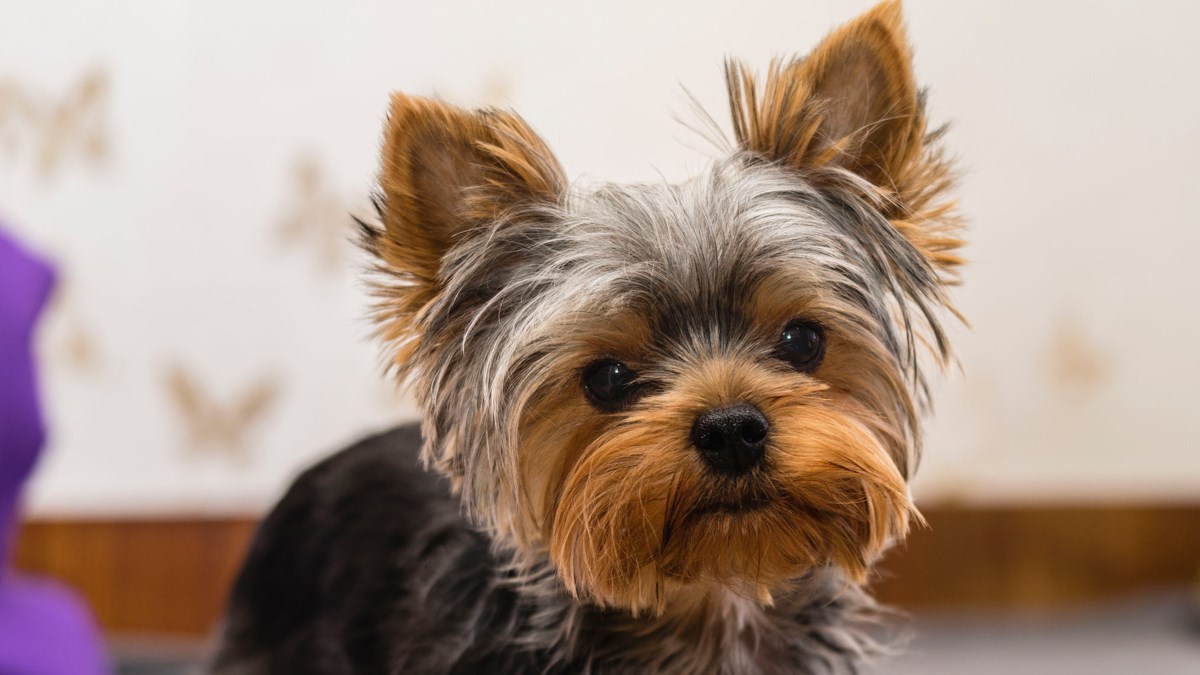 Štene jorkija uginulo u avionu  na putu prema novoj obitelji