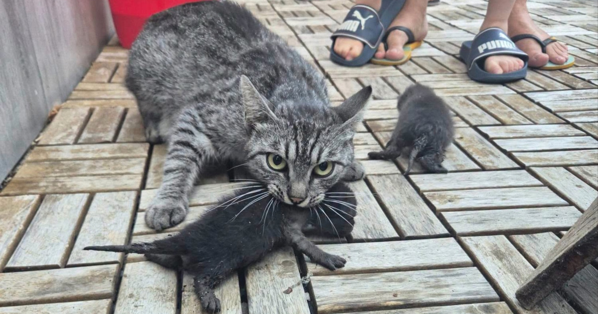 Obitelj iz Zagreba čula mijaukanje. Pogledali su u šaht, a unutra...